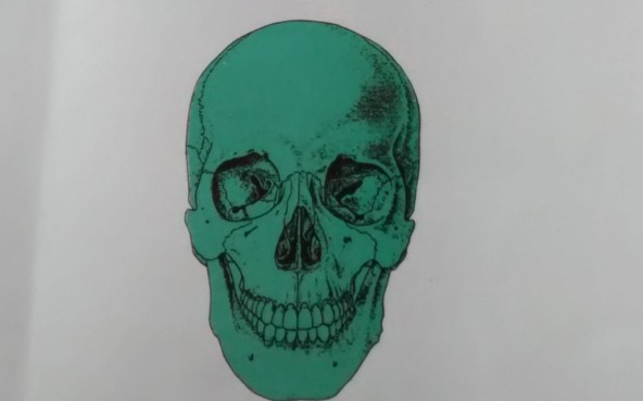 anatomy for medical students comenius university bratislava