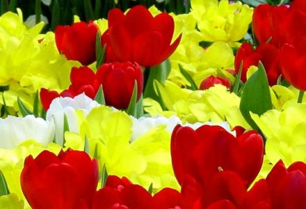 πρωτομαγιά, σπουδές ιατρικής στο εξωτερικό